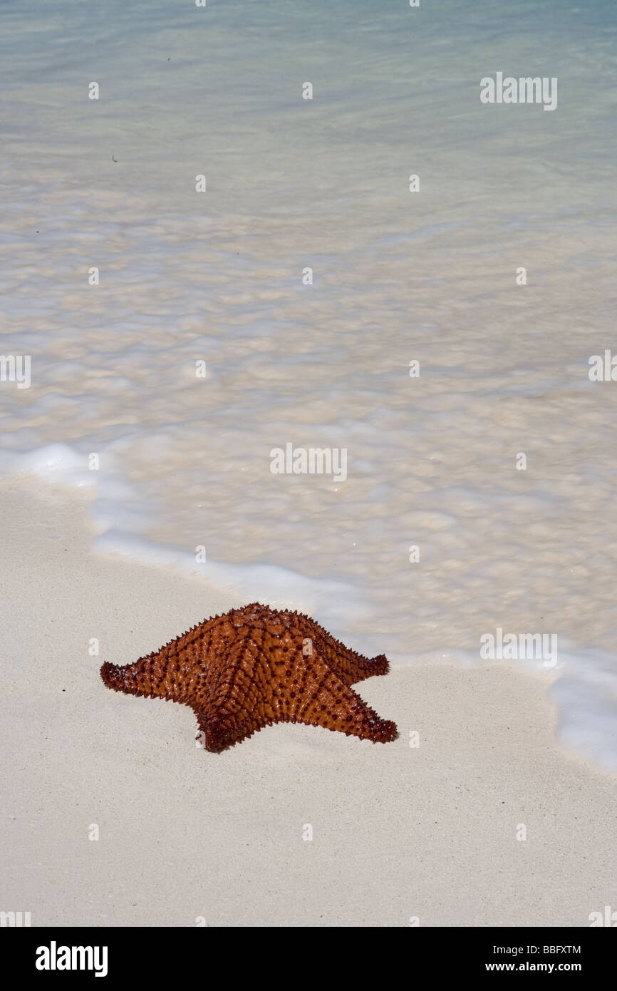 Stella di mare sulla spiaggia. Foto Stock