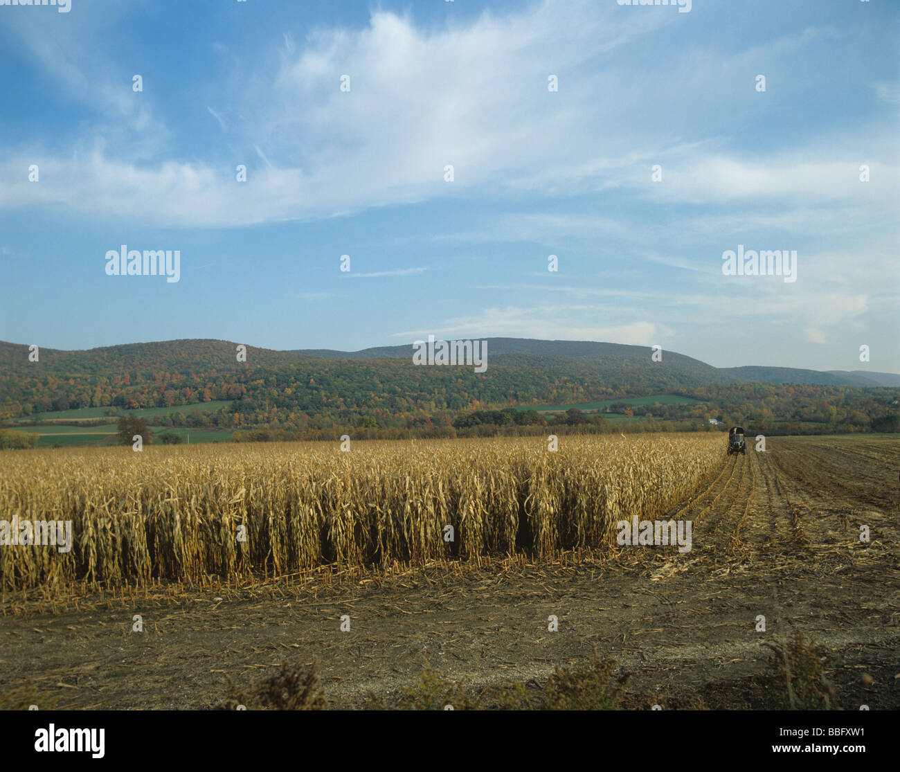 Parte secca di mais raccolti di mangime per bestiame raccolto nello Stato di New York STATI UNITI D'AMERICA Foto Stock