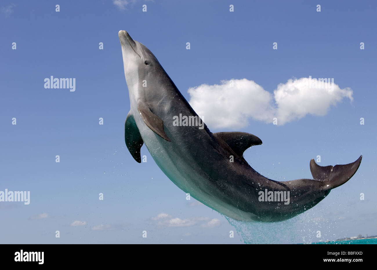 Atlantic Bottlenose Dolphin. Foto Stock