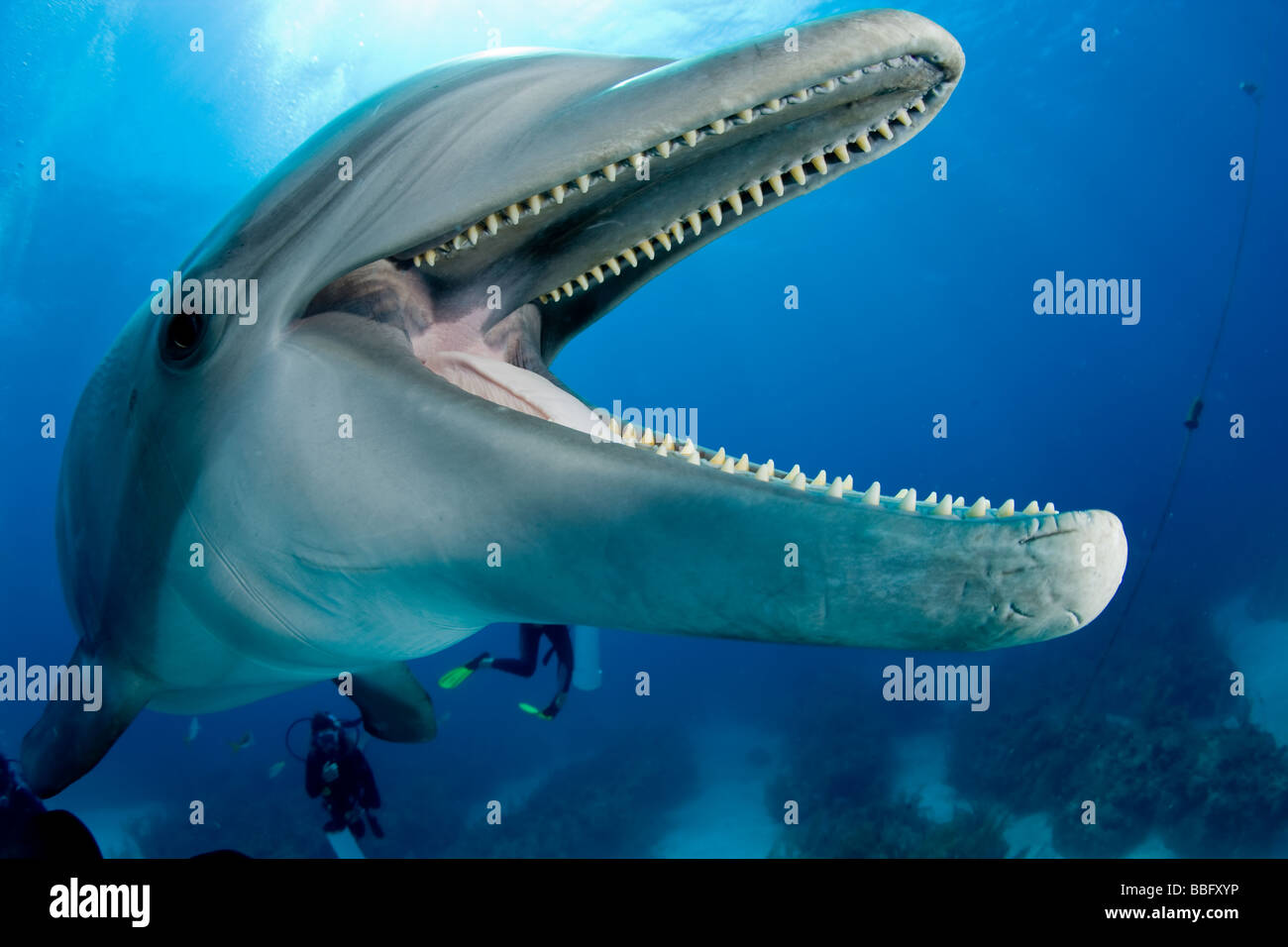 Il tursiope o delfino maggiore con i sub. Foto Stock