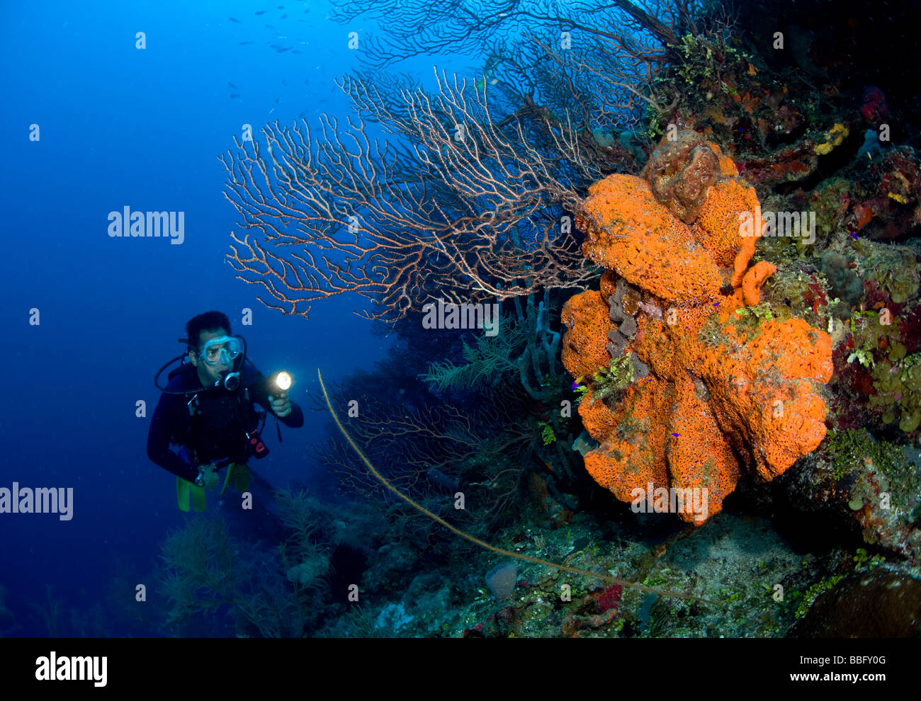 Coral reef scena con subacqueo. Foto Stock