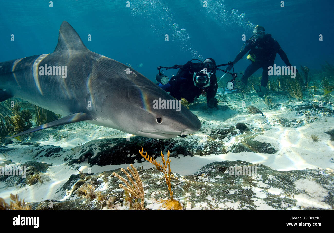 Sguardo furtivo da Tiger Shark. Foto Stock