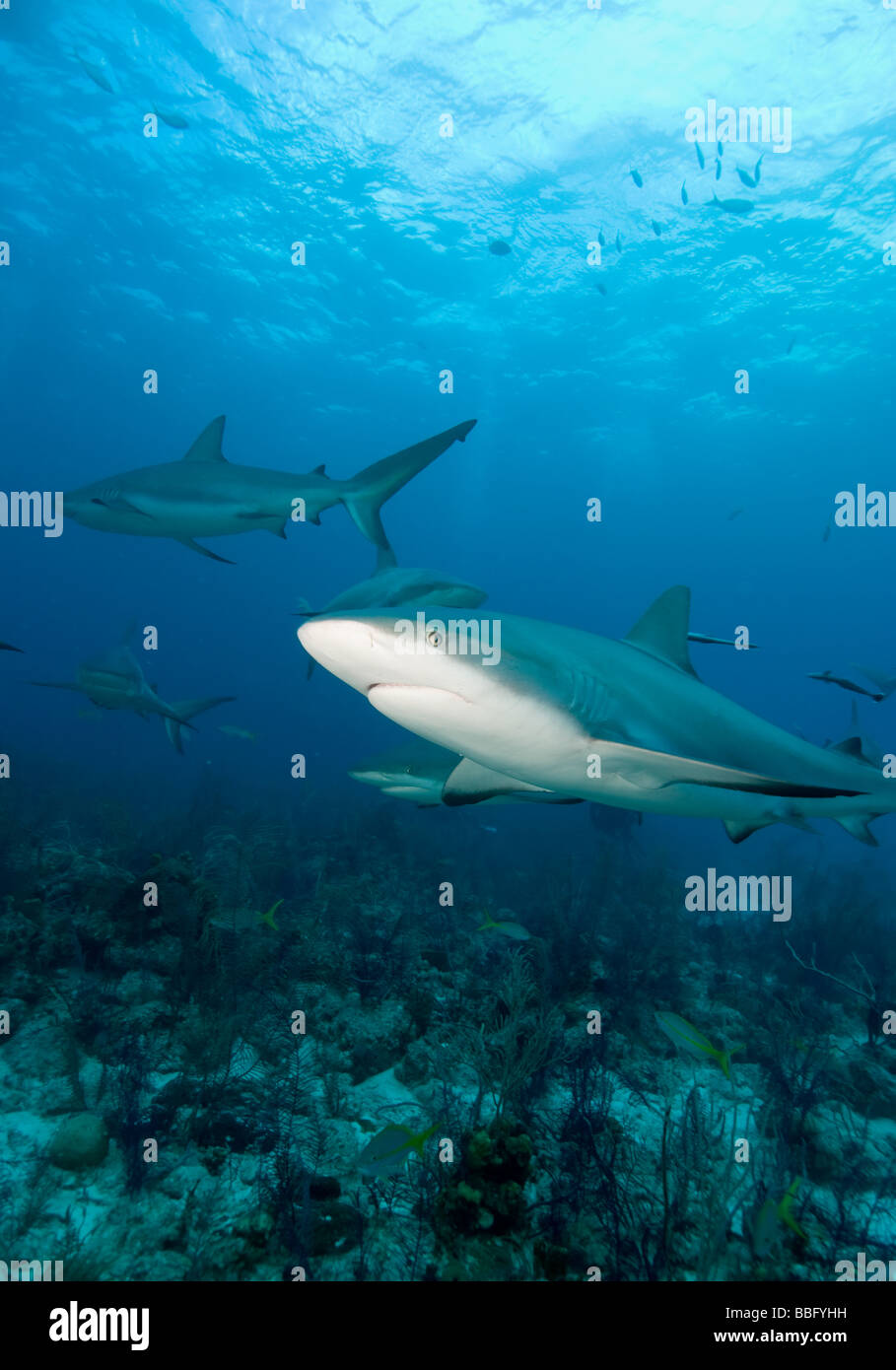 Caraibi squali di barriera. Foto Stock
