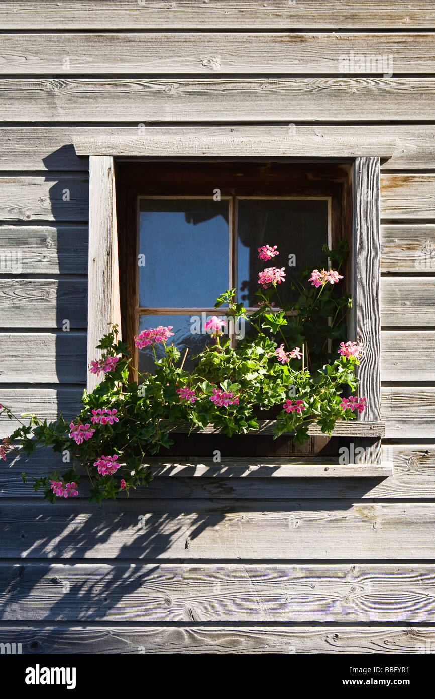 Gerani rosa in una finestra di una casa in legno di vals Foto Stock