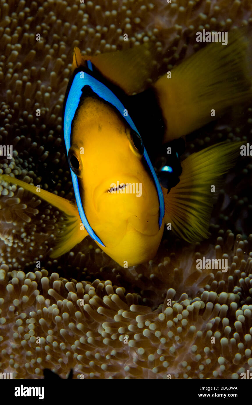 Close-up di pesce di anemone. Foto Stock