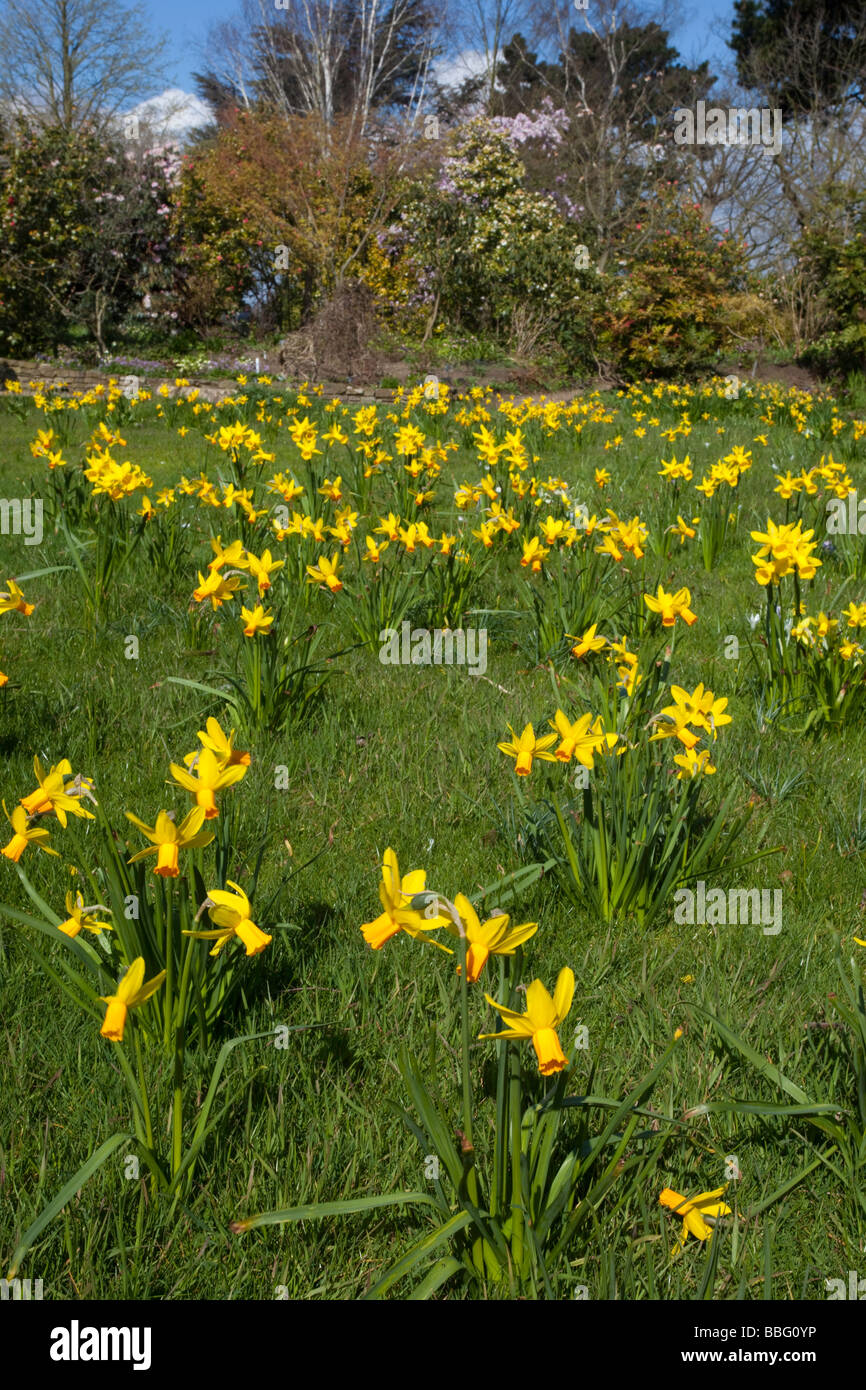 Giunchiglie - RHS Hyde Hall Gardens,Essex Foto Stock