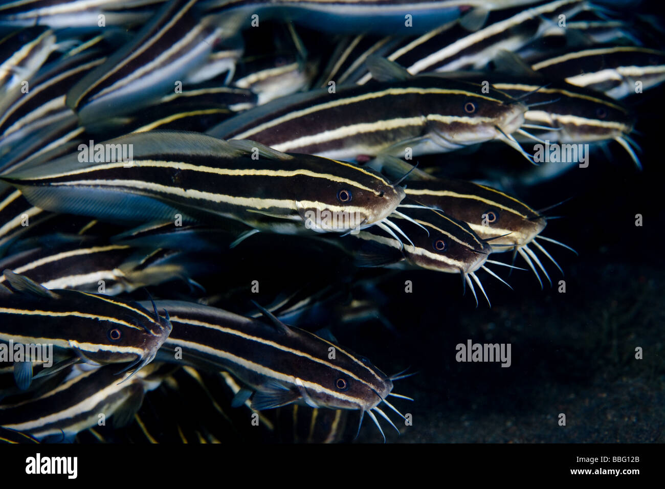 Pesce gatto striato nella scuola. Foto Stock