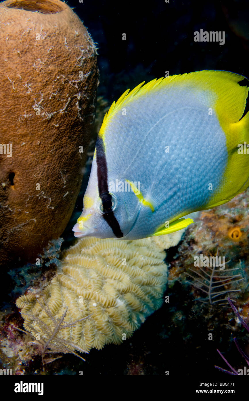 Pinna Spot pesci farfalla sulla barriera corallina. Foto Stock