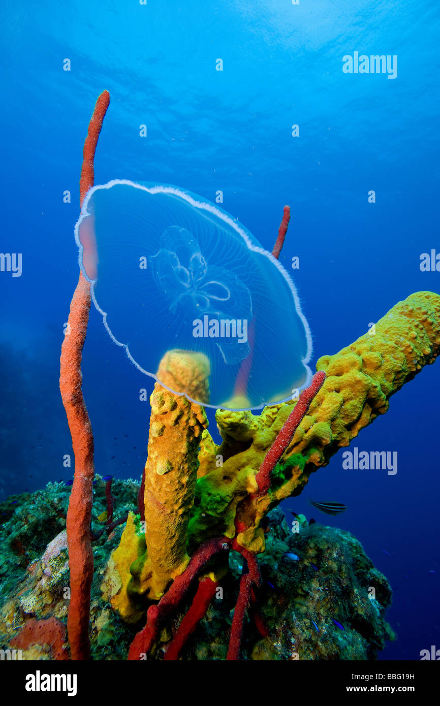 Luna medusa vicino alla barriera corallina. Foto Stock