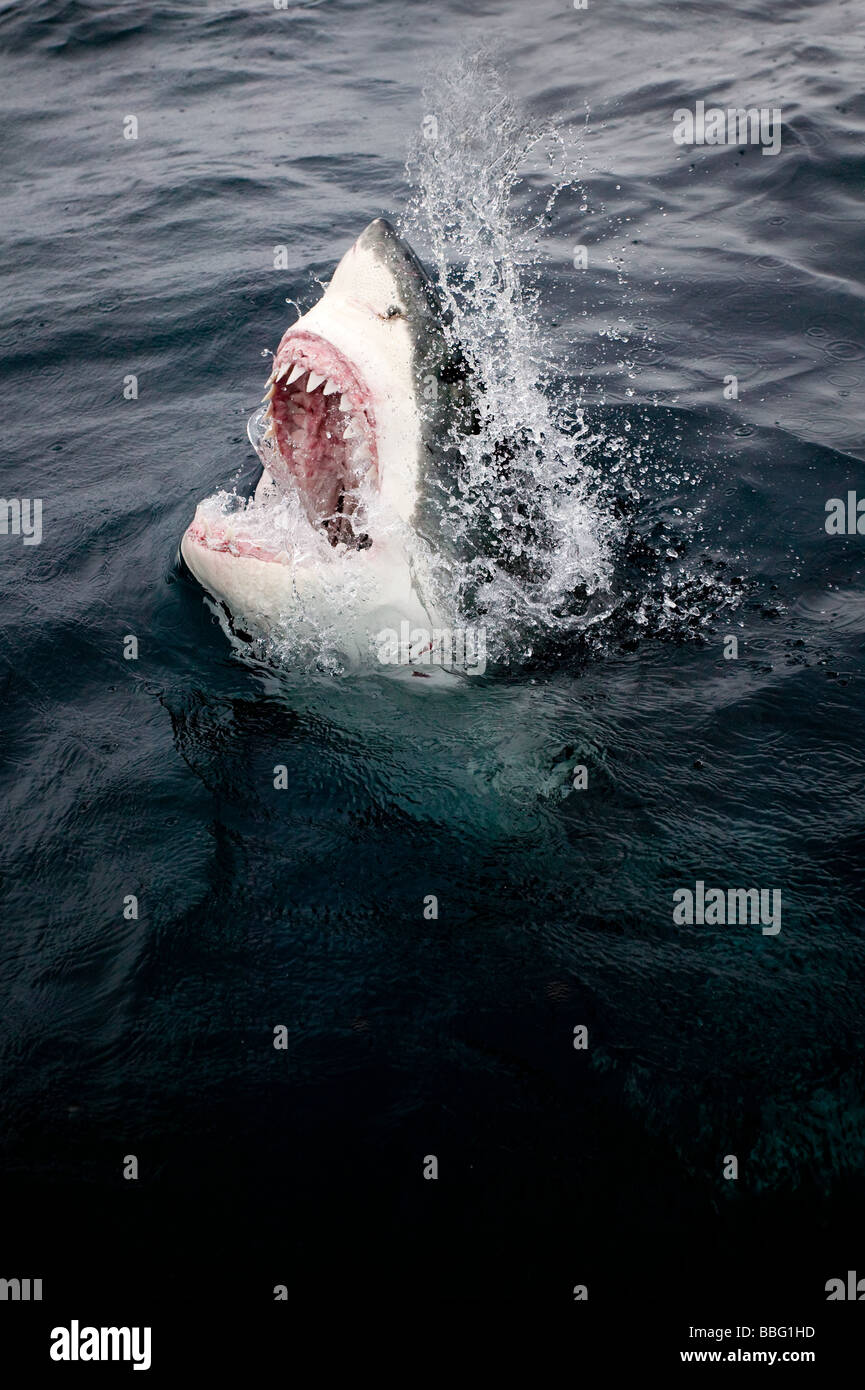 Il grande squalo bianco ed esca. Foto Stock