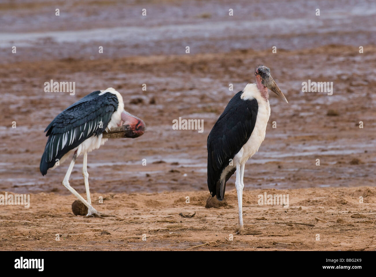 Marabou Stork Leptoptilos crumeniferus Sweetwaters Laikipia Privat RESERVE KENYA Africa orientale Foto Stock