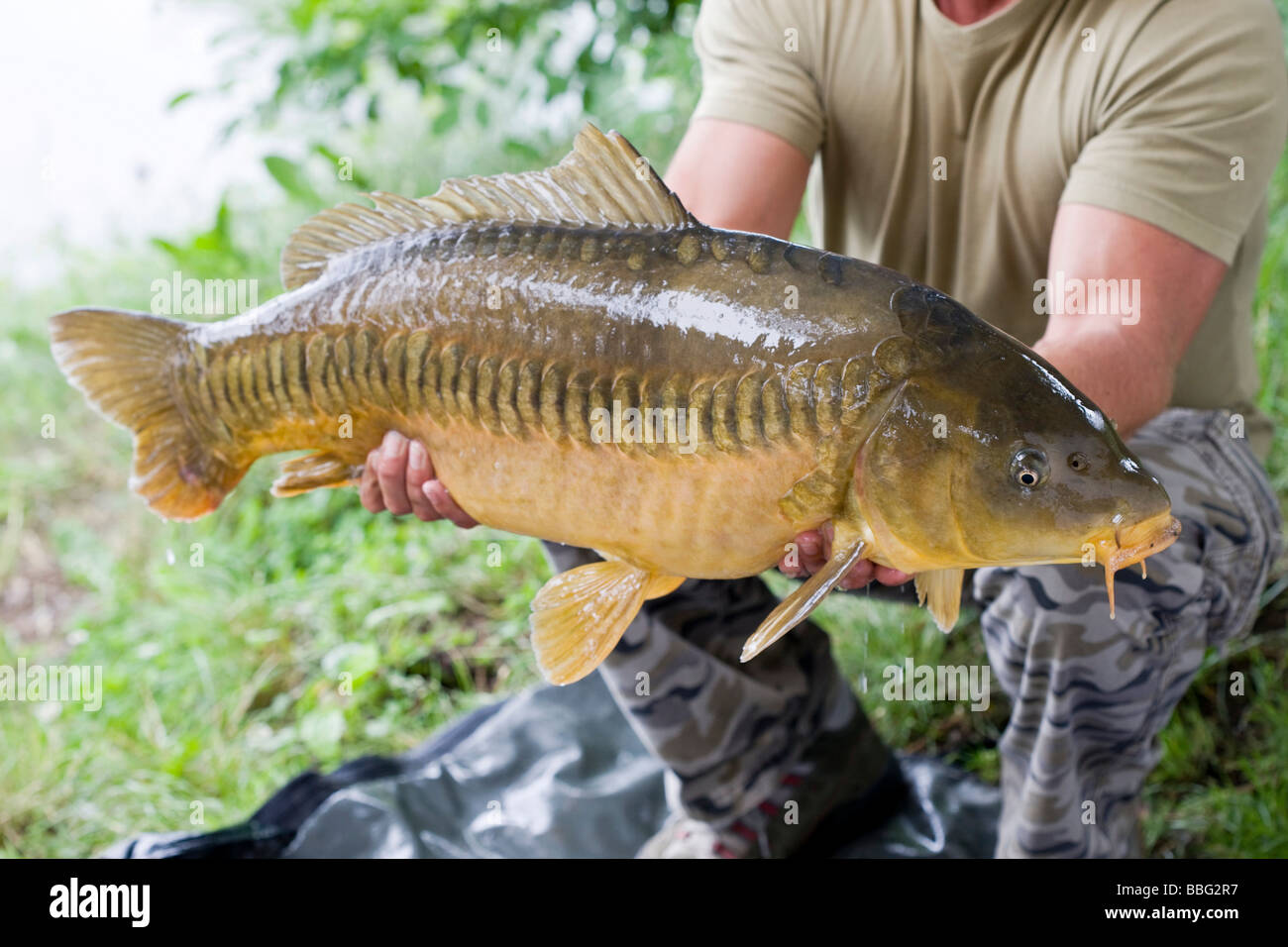 Appena catturati specchio carpa (Cyprinus carpio MORPHA noblis), Tirolo del nord, Austria, Europa Foto Stock