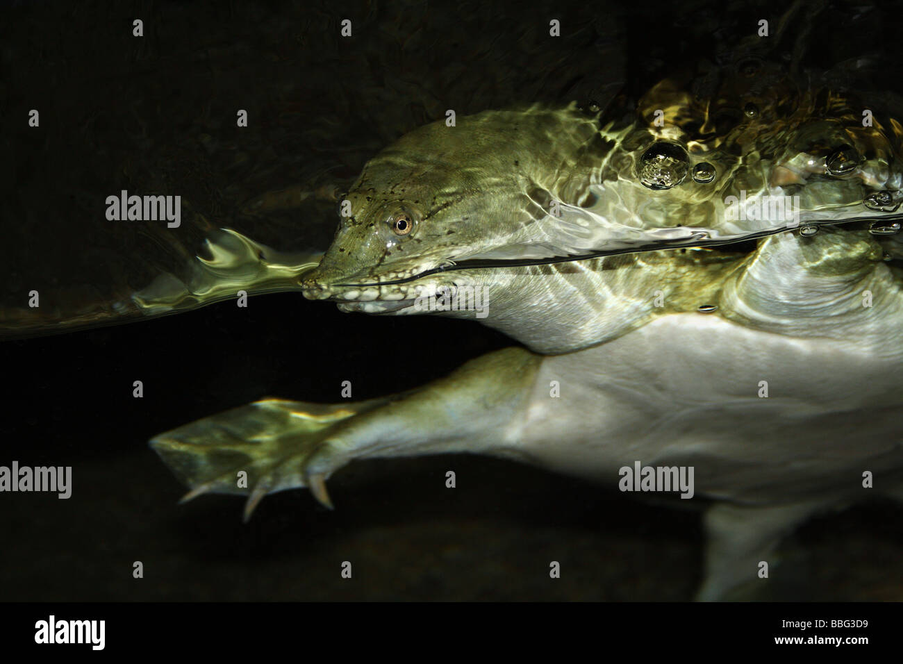 Maschio cinese di guscio morbido tartaruga Foto Stock