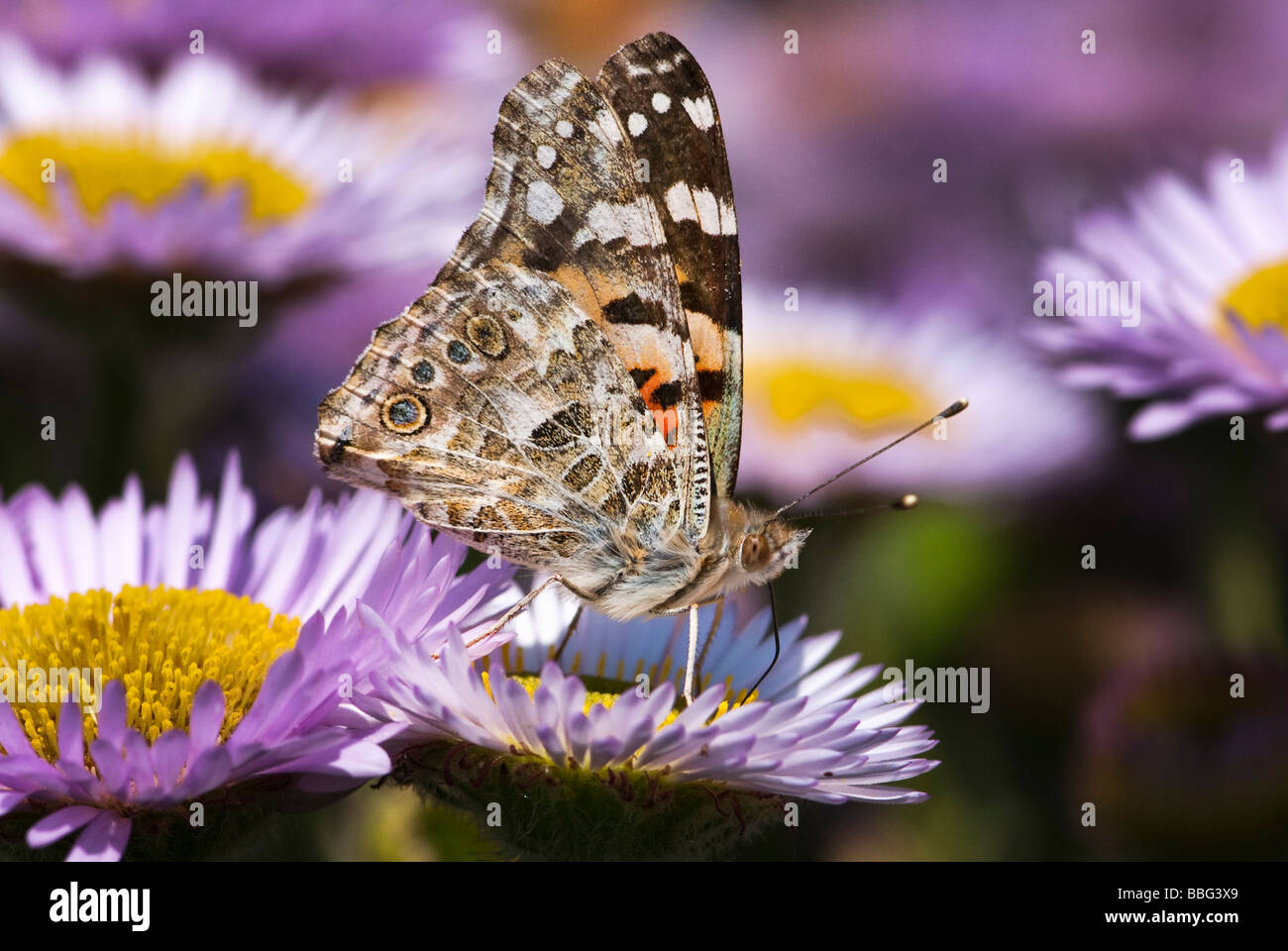 Dipinto di Lady butterfly. Vanessa cardui Foto Stock