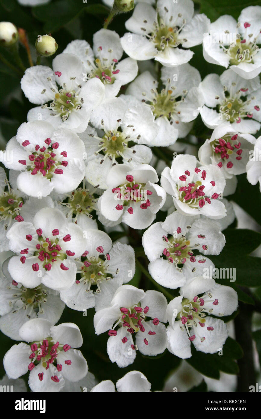 Comune di fiori di biancospino Crataegus monogyna Foto Stock