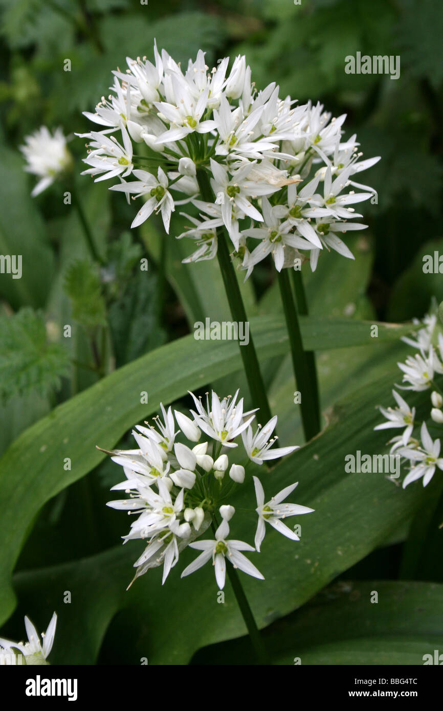 Aglio selvatico o Ramsons Allium ursinum in un bosco inglese in primavera Foto Stock
