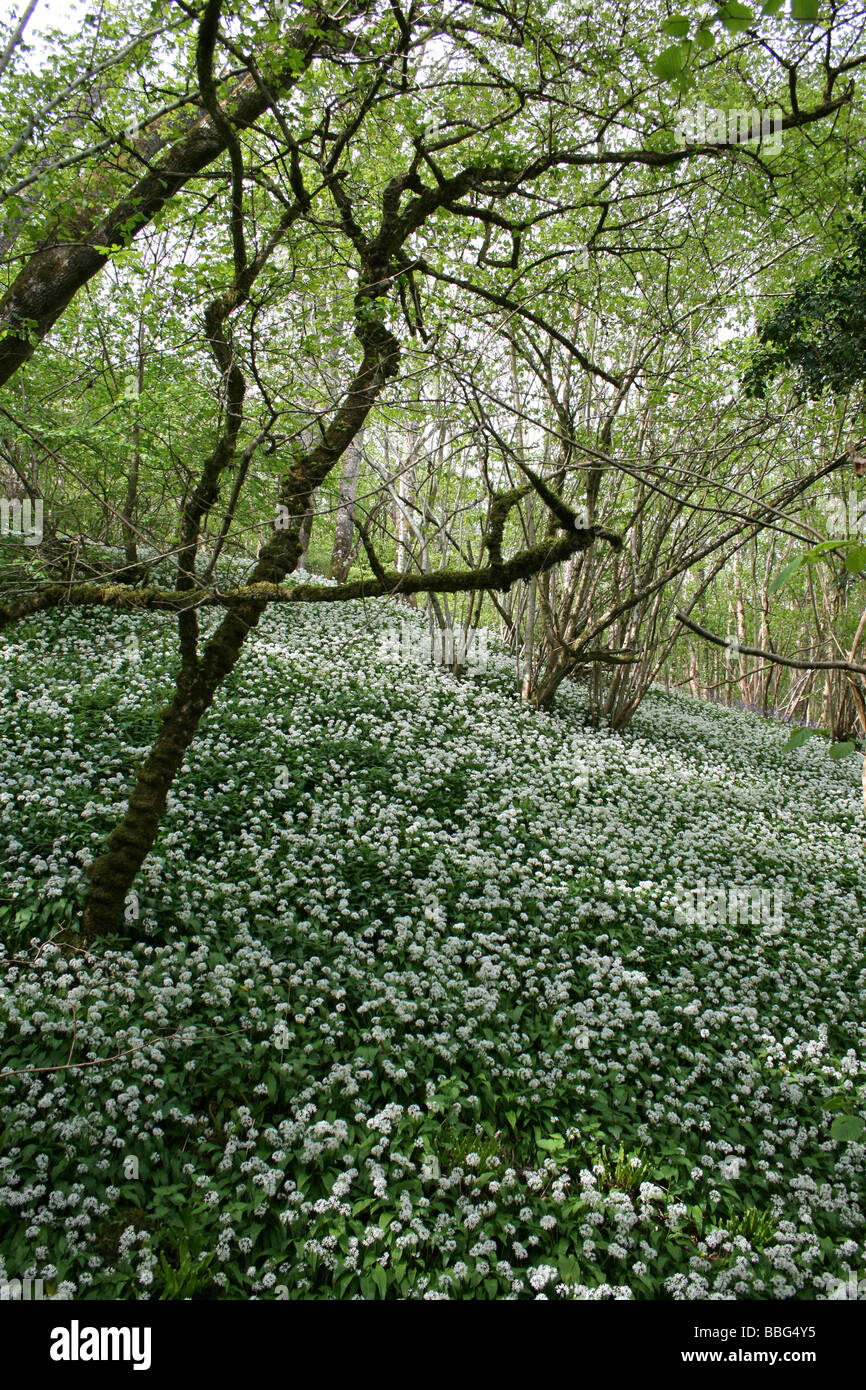 Tappeto di aglio selvatico o Ramsons Allium ursinum a copertura di un bosco inglese piano in primavera Foto Stock