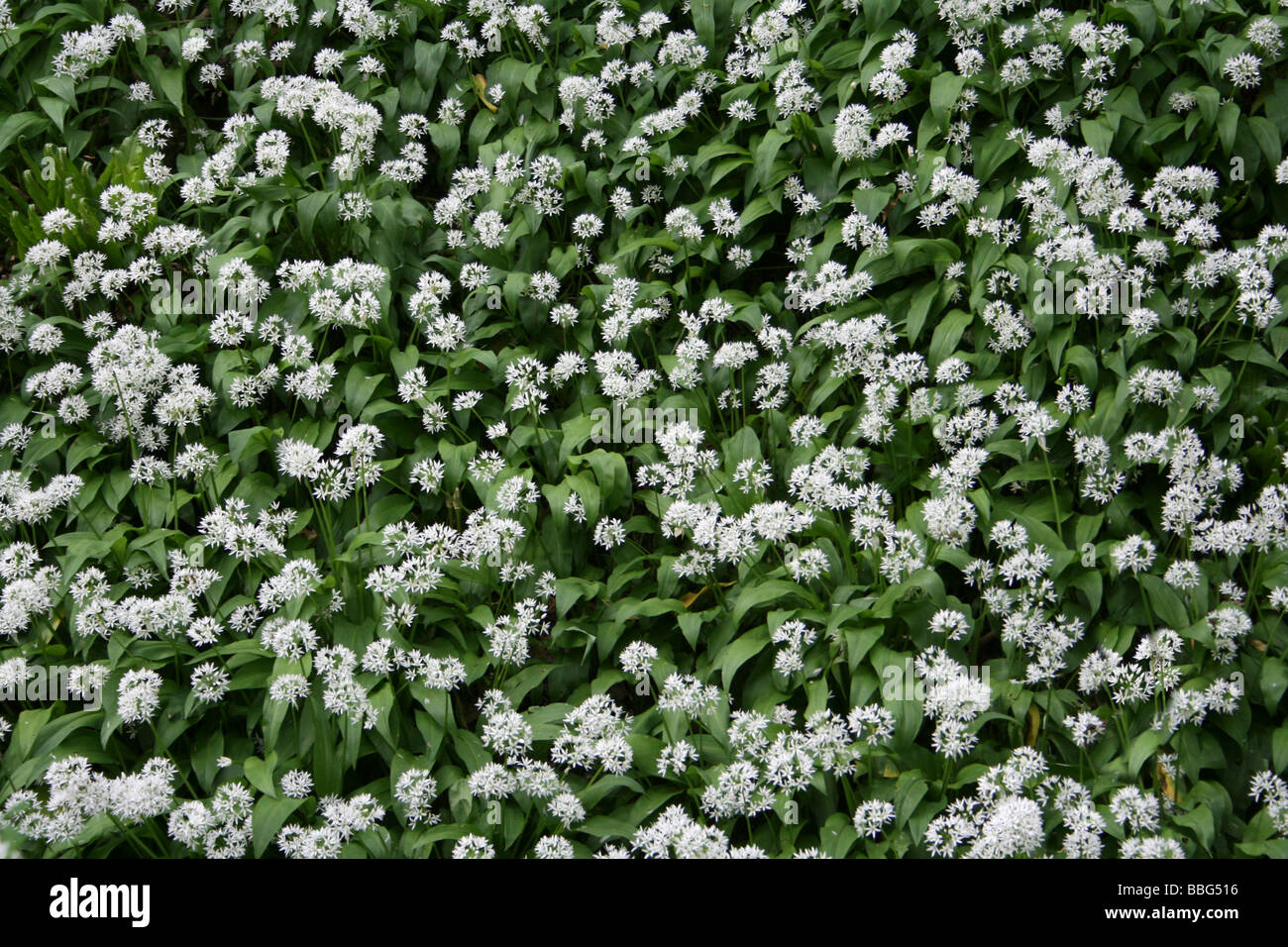 Tappeto di aglio selvatico o Ramsons Allium ursinum a copertura di un bosco inglese piano in primavera Foto Stock