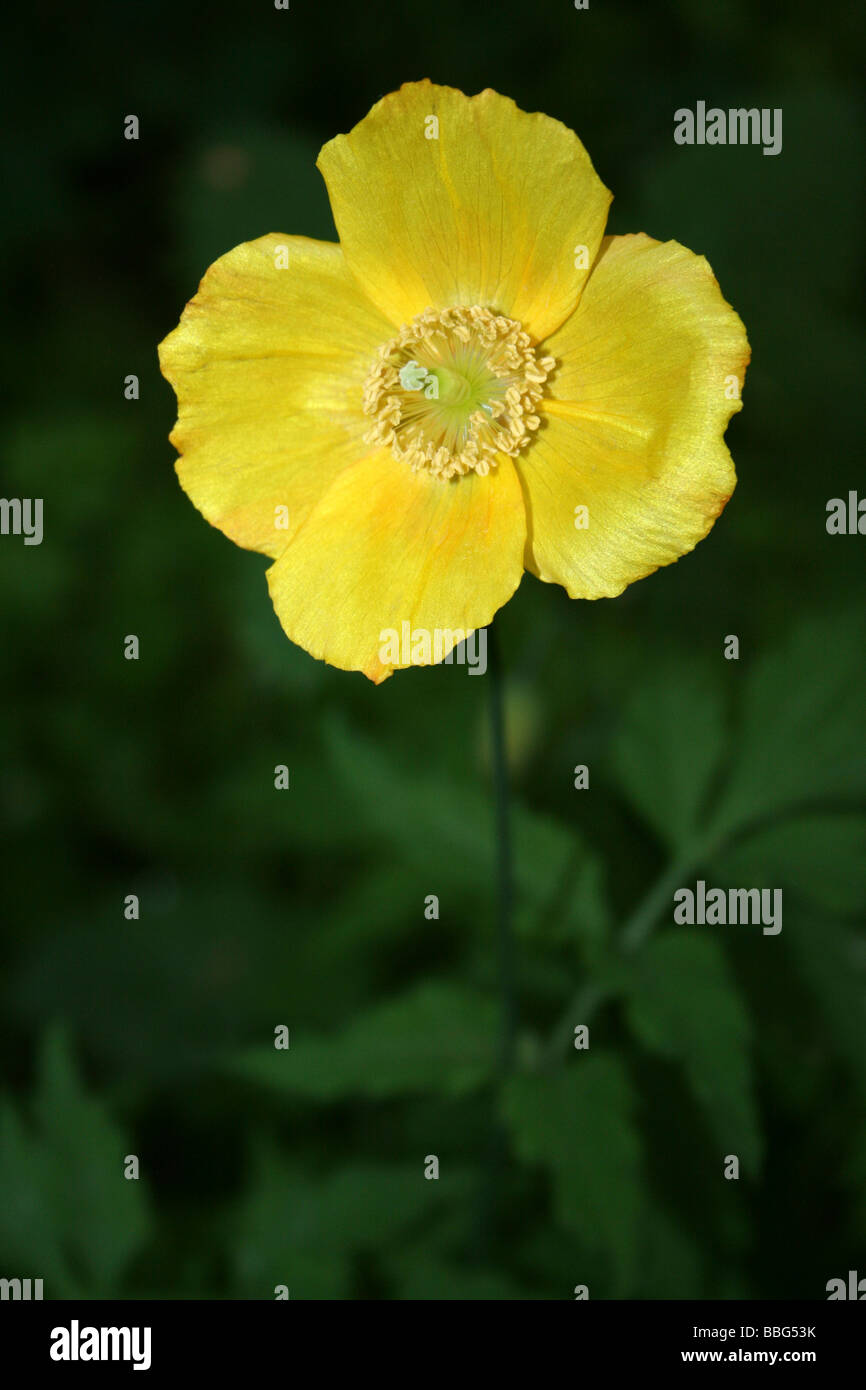 Welsh Poppy Meconopsis cambrica Foto Stock