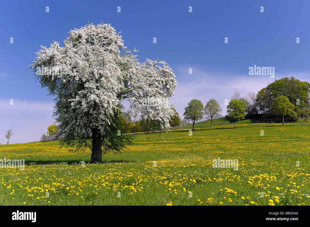 Il vecchio albero di pera nel prato di tarassaco, Rettenbach, Unterallgaeu, Baviera, Germania, Europa Foto Stock