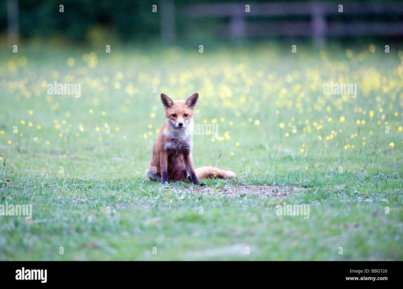 Giovane, carina, volpe rurale selvaggia esplorare e alla ricerca di cibo in un campo di buttercups, fiori selvatici nella campagna Essex Foto Stock