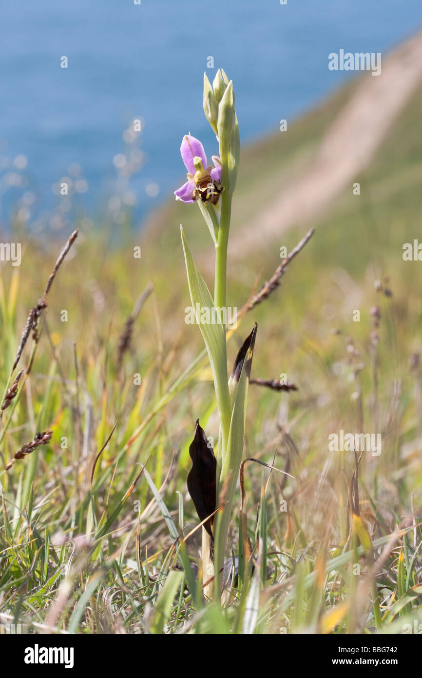 Bee Orchid (Ophrys apifera) sul percorso della costa. Dorset, Regno Unito. Foto Stock