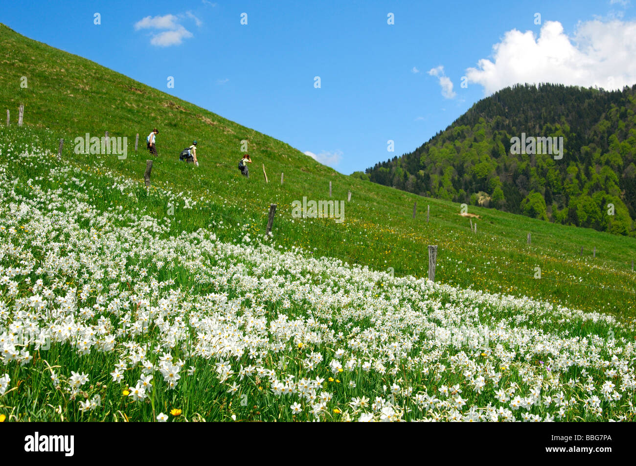 Gli escursionisti passando una montagna prato in primavera con bianco fiore di narciso, Montreux-daffodil (Narcissus poeticus), al di sopra di Montreu Foto Stock