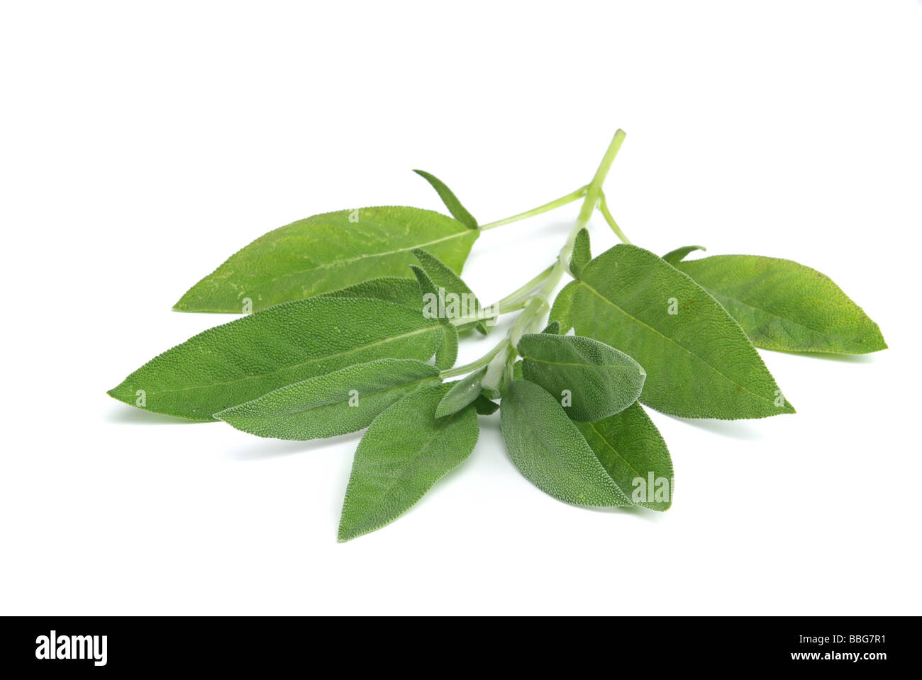 Salbeiblatt foglia di salvia 07 Foto Stock