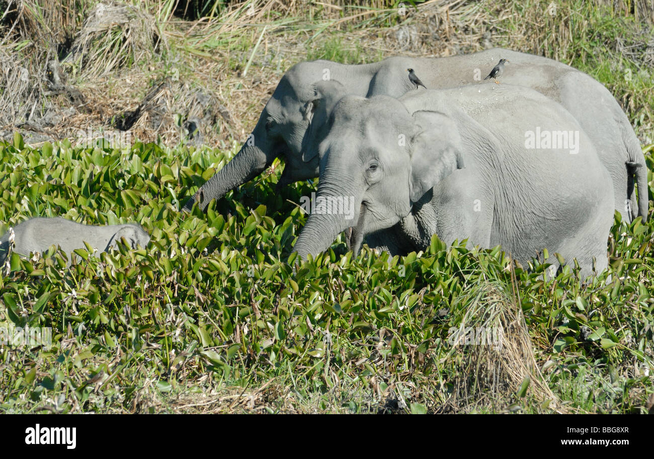 Due femmina selvatica elefanti indiani (Elephas maximus indicus) con un bambino di mangiare le piante di acqua ai margini di un lago. Foto Stock