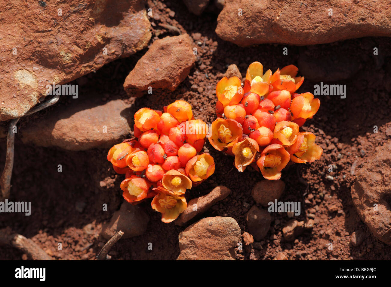 Cytinus hypocistis subexsertum (Cytinus hypocistis subexsertum), La Palma Isole Canarie Spagna, Europa Foto Stock