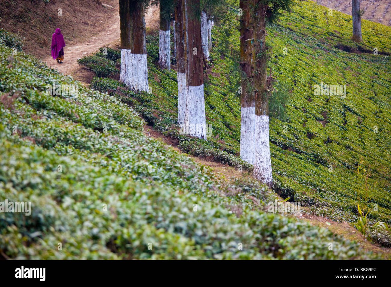 Happy Valley di piantagione di tè Darjeeling in India Foto Stock