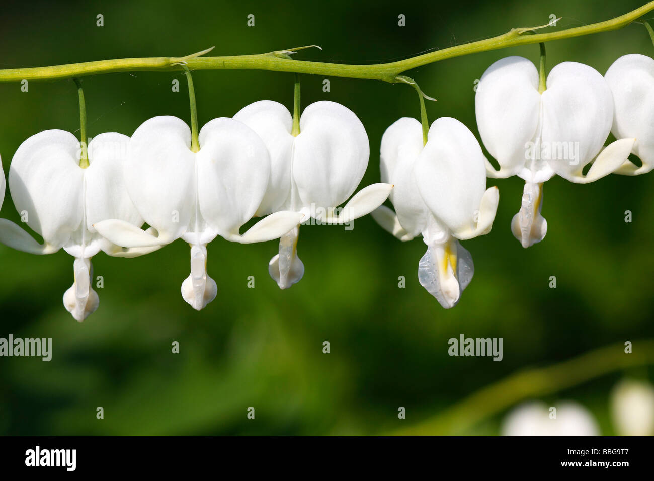 Fioritura di sanguinamento cultivar di cuore Alba con fiori di colore bianco (Dicentra spectabilis Alba) Foto Stock