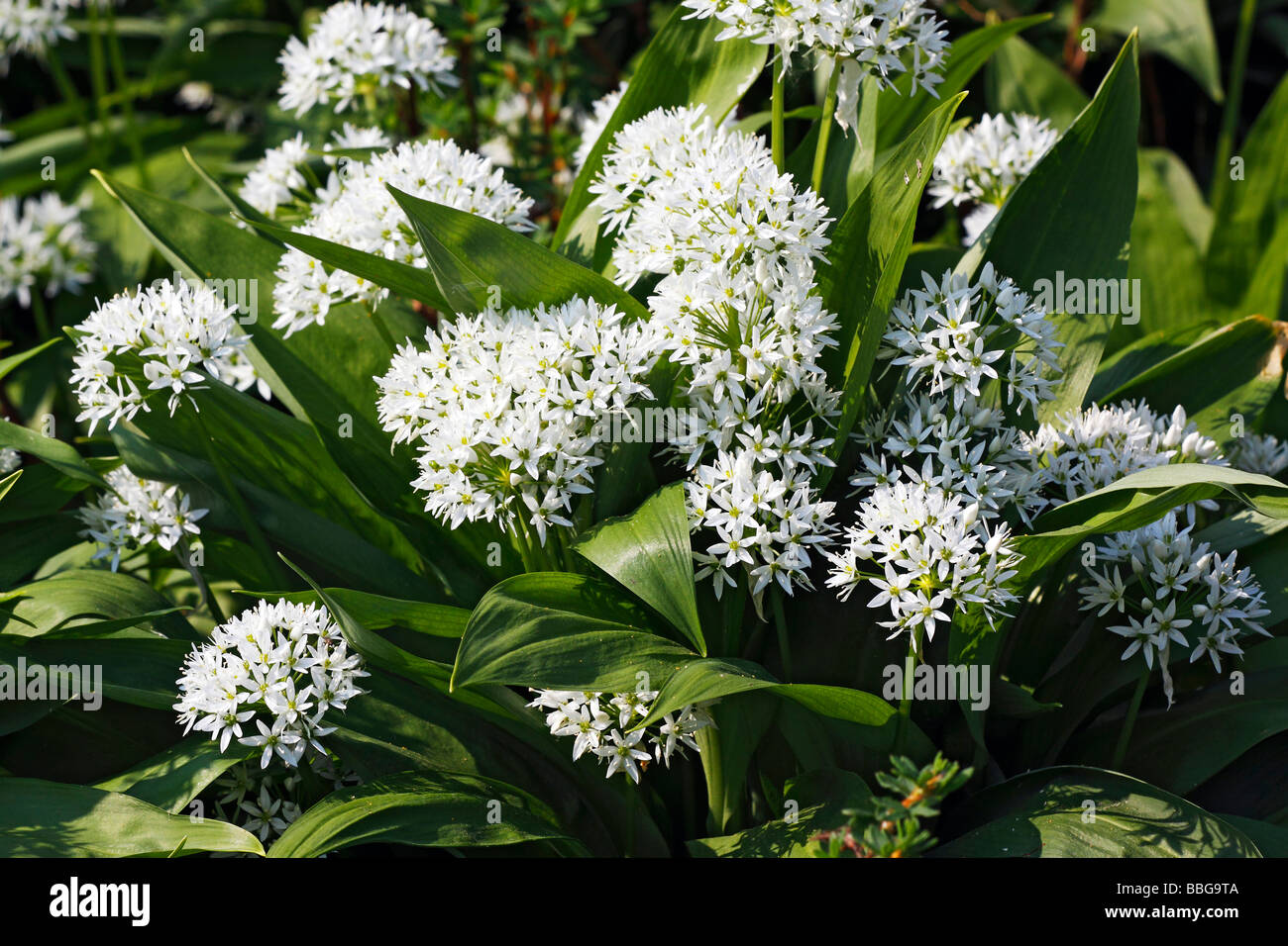 Legno di fioritura di aglio, Ramsons, Porta aglio aglio selvatico, Buckrams (Allium ursinum), impianto di spezie, vegetali di piante medicinali, p Foto Stock