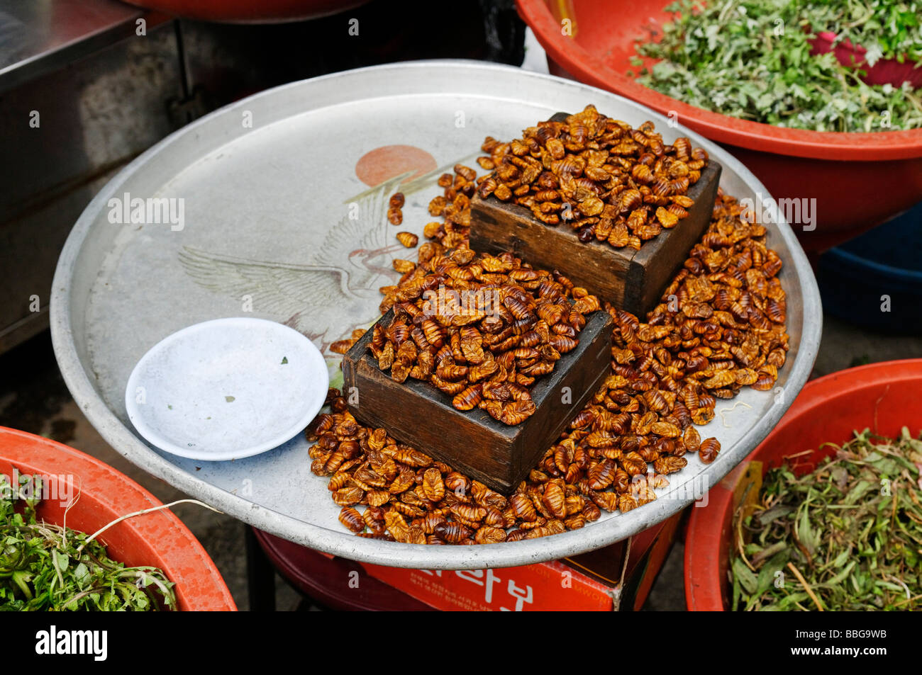 Cibo coreano, arrosti di larve di coleotteri in un mercato di Seoul, Corea del Sud, Asia Foto Stock