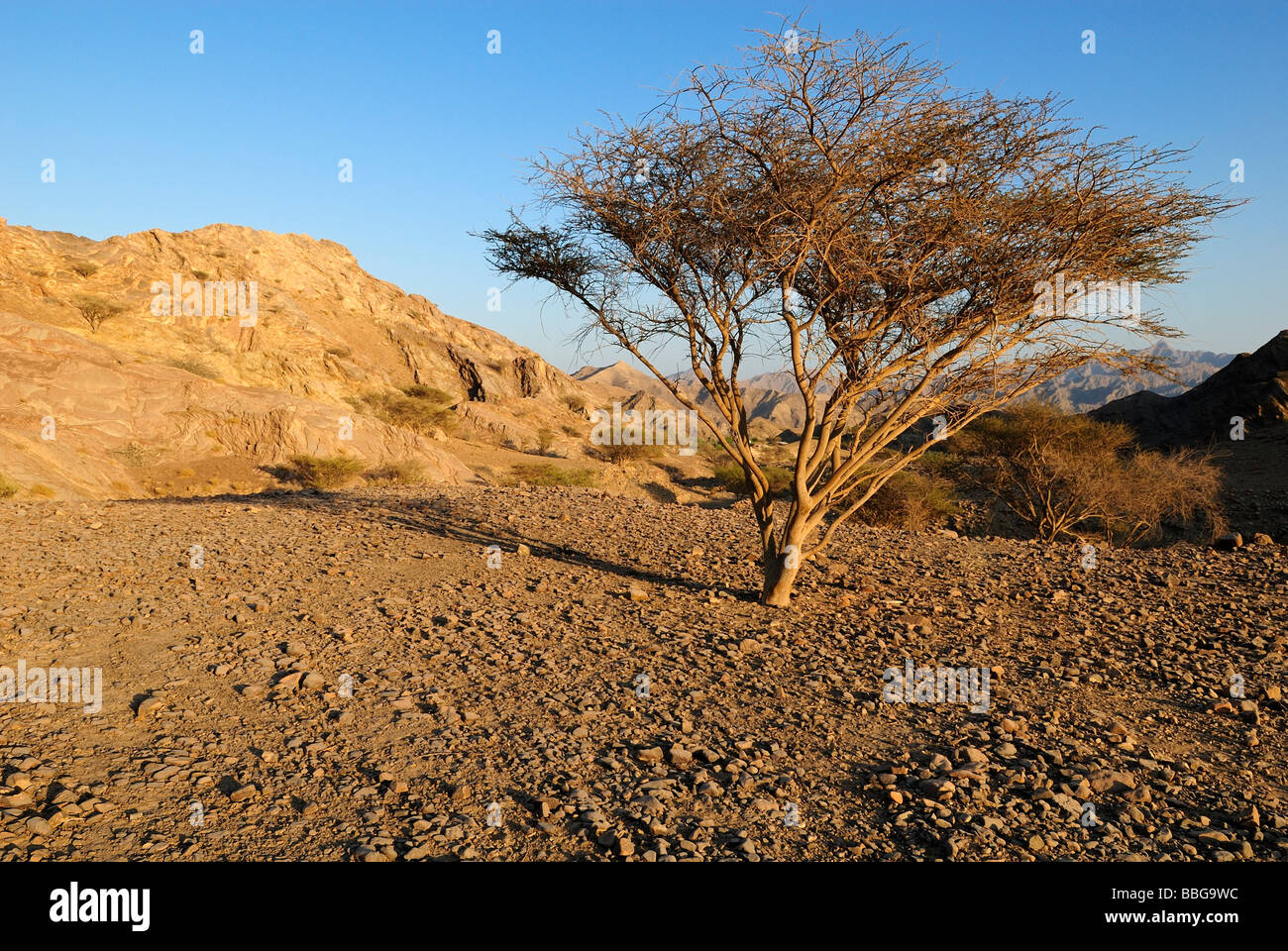 Acacia in un paesaggio desertico, Hajar al Gharbi montagne, Al Dhahirah regione, il sultanato di Oman, Arabia, Medio Oriente Foto Stock