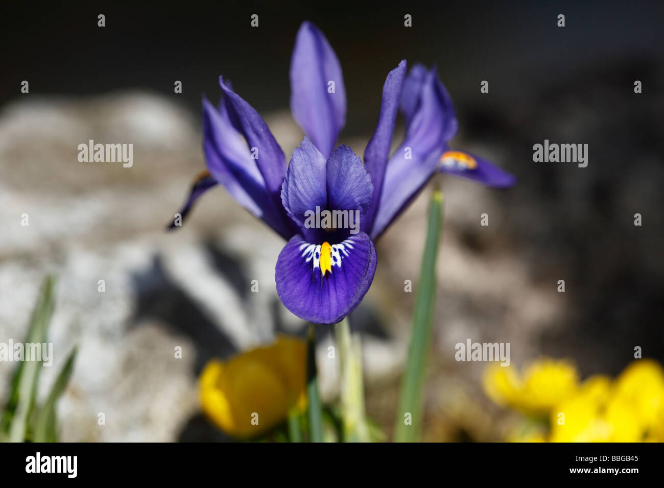 Iris nana o reticolato (Iris Iris reticulata), fiore di primavera Foto Stock