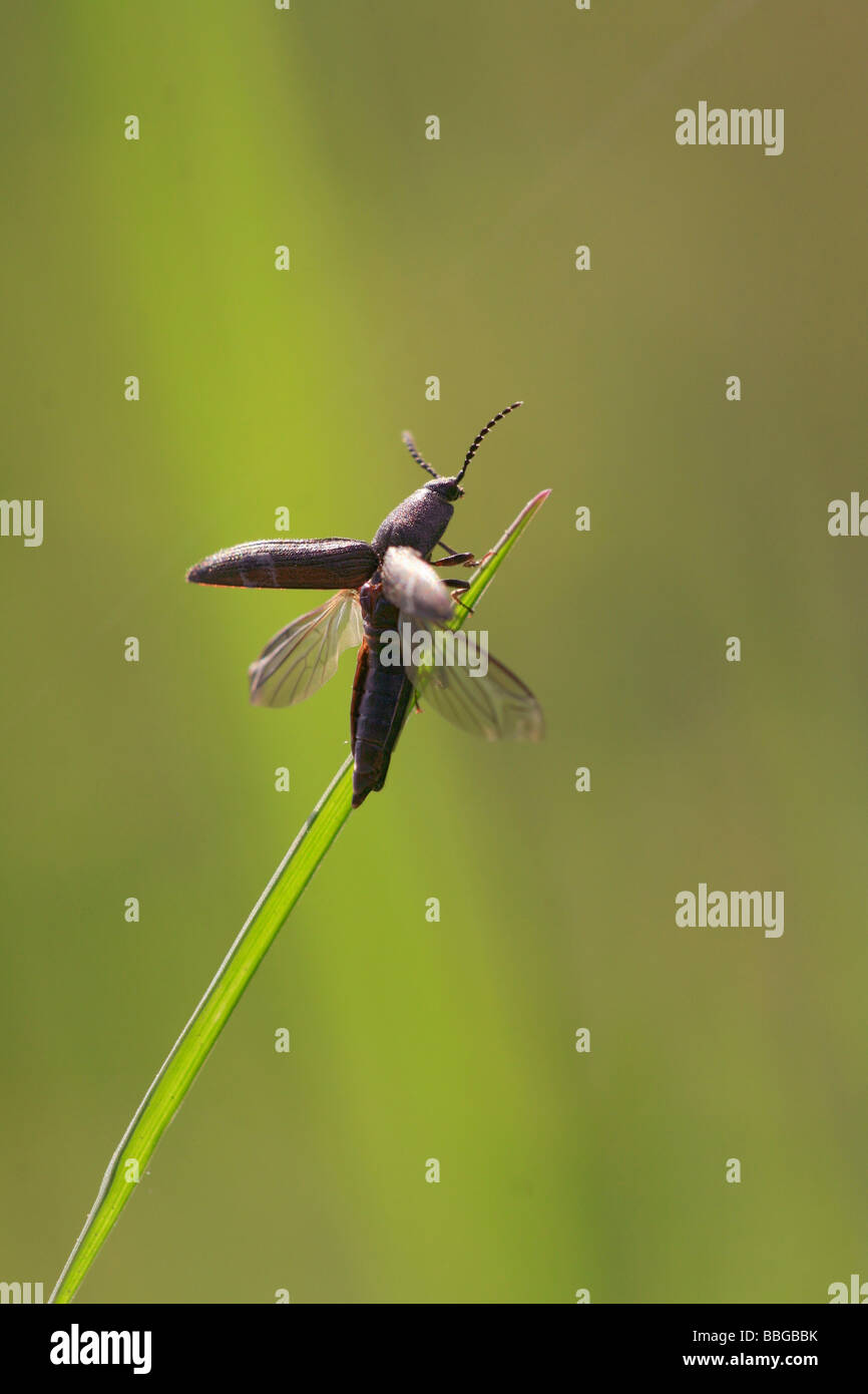 Fare clic su beetle (Elateridae) al decollo sulla punta di una lama di erba Foto Stock