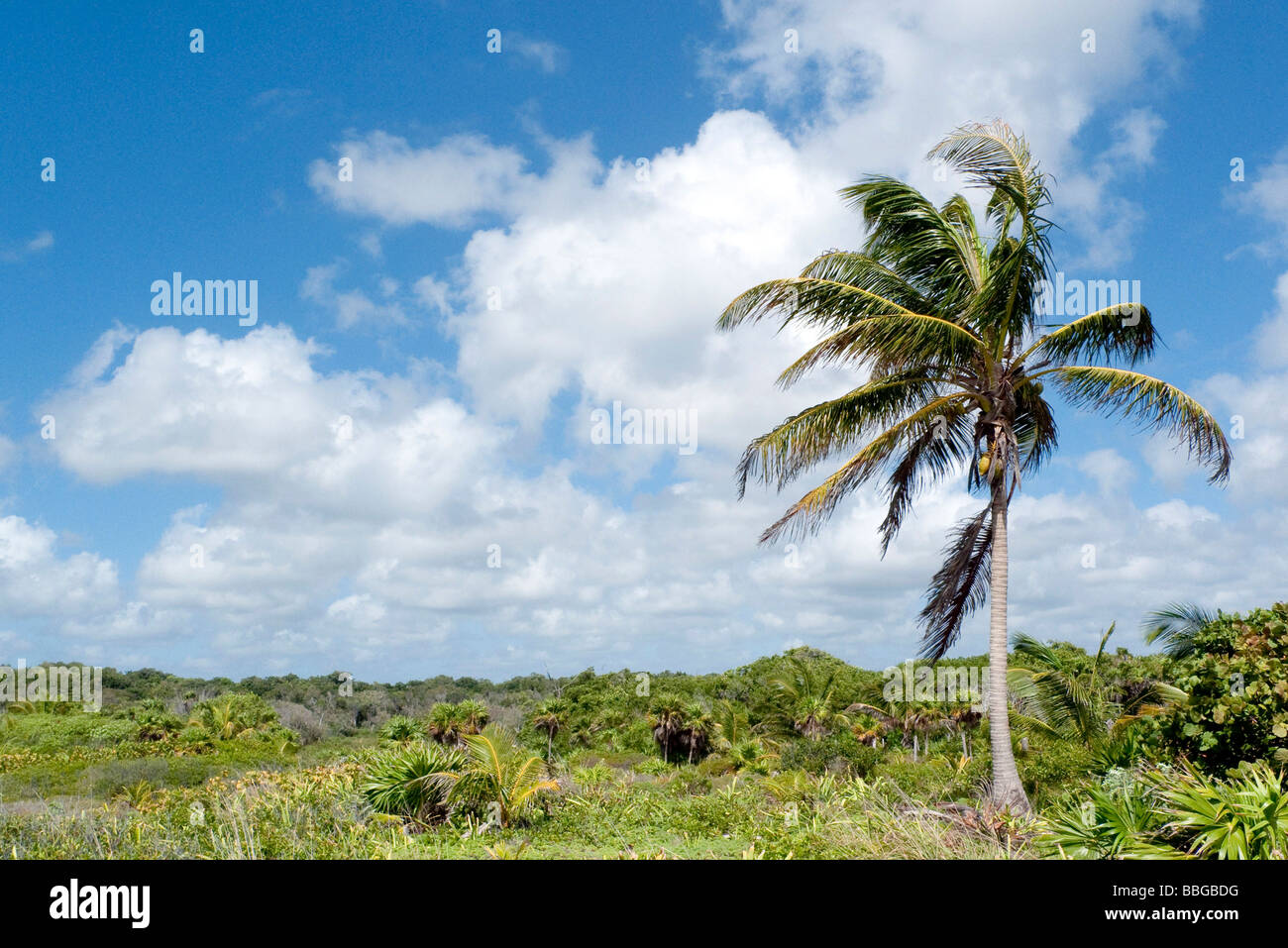 Palm tree sulla Riviera Maya vicino a Tulum, Quintana Roo, Messico, America Centrale Foto Stock