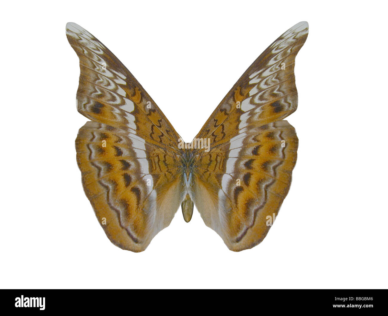 Illustrazione di una farfalla Admiral ray immagine tracciata Foto Stock
