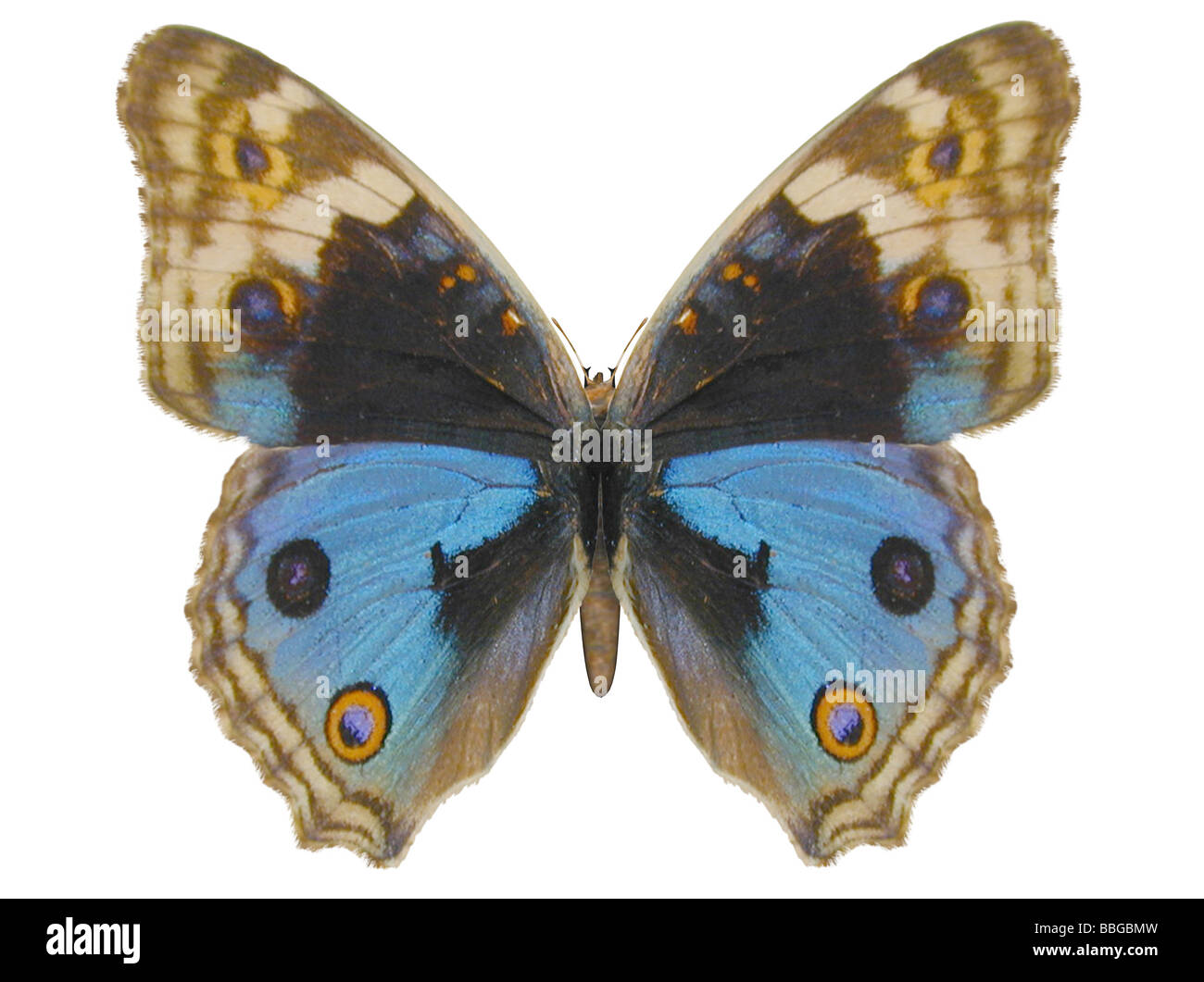 Illustrazione di un blu farfalla Pansy ray immagine tracciata Foto Stock