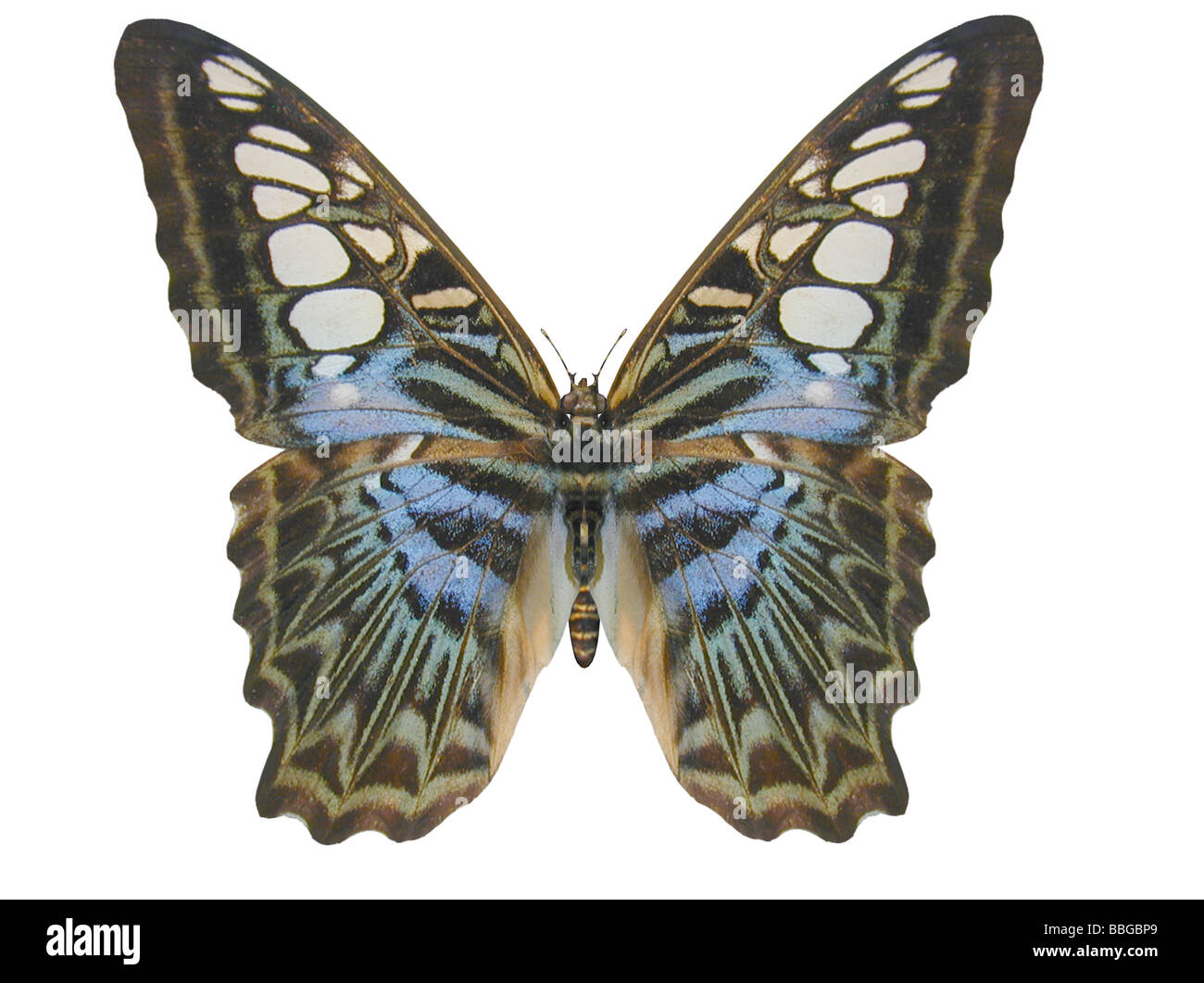 Illustrazione di una farfalla Clipper ray immagine tracciata Foto Stock