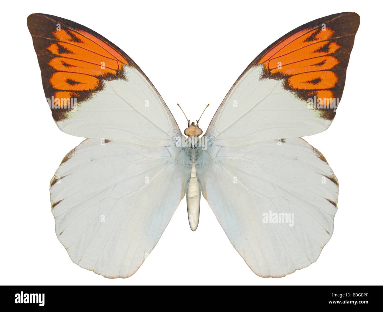 Illustrazione di una farfalla grande punta arancione ray immagine tracciata Foto Stock