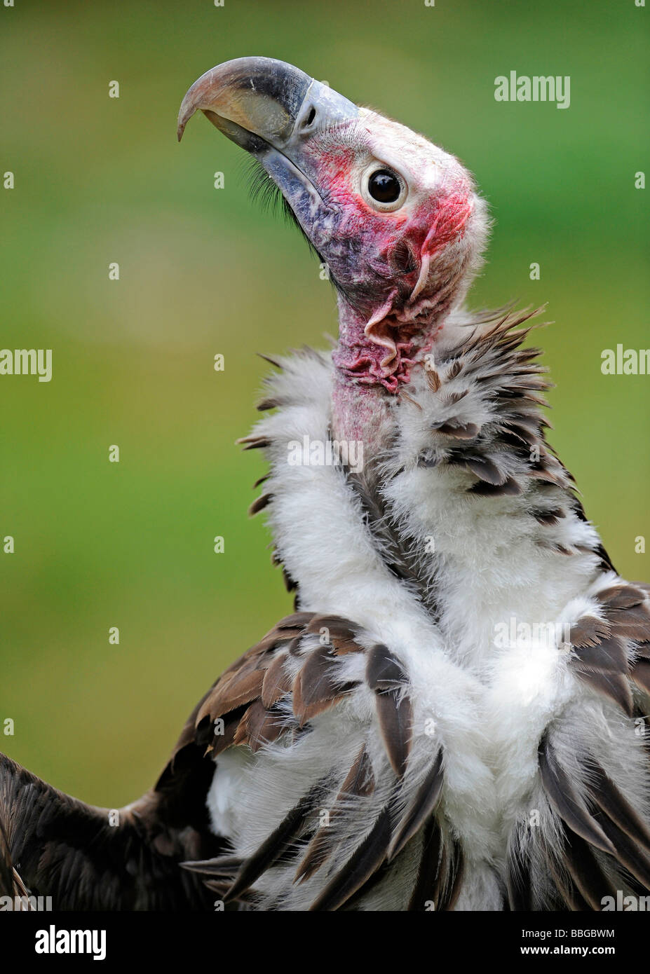 Falda-di fronte Vulture (Aegypius tracheliotus, precedentemente Torgos tracheliotus), ritratto Foto Stock