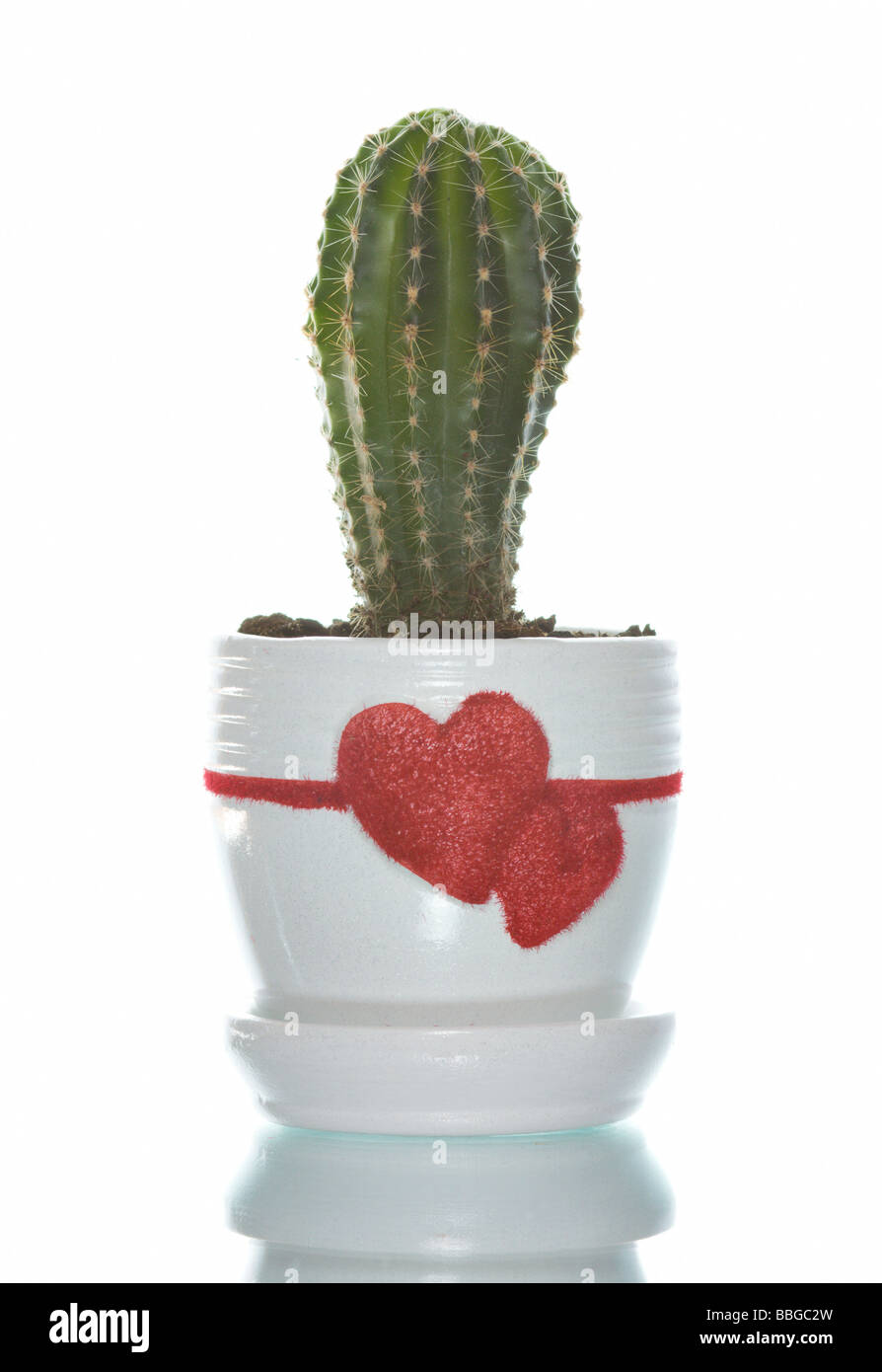 Piccolo cactus nel vaso isolare su bianco Foto Stock