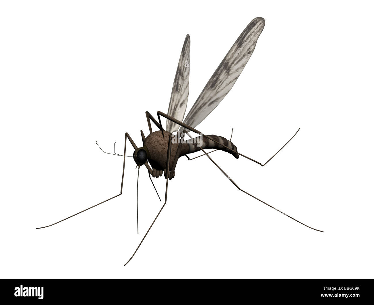 3D illustrazione di una zanzara Foto Stock