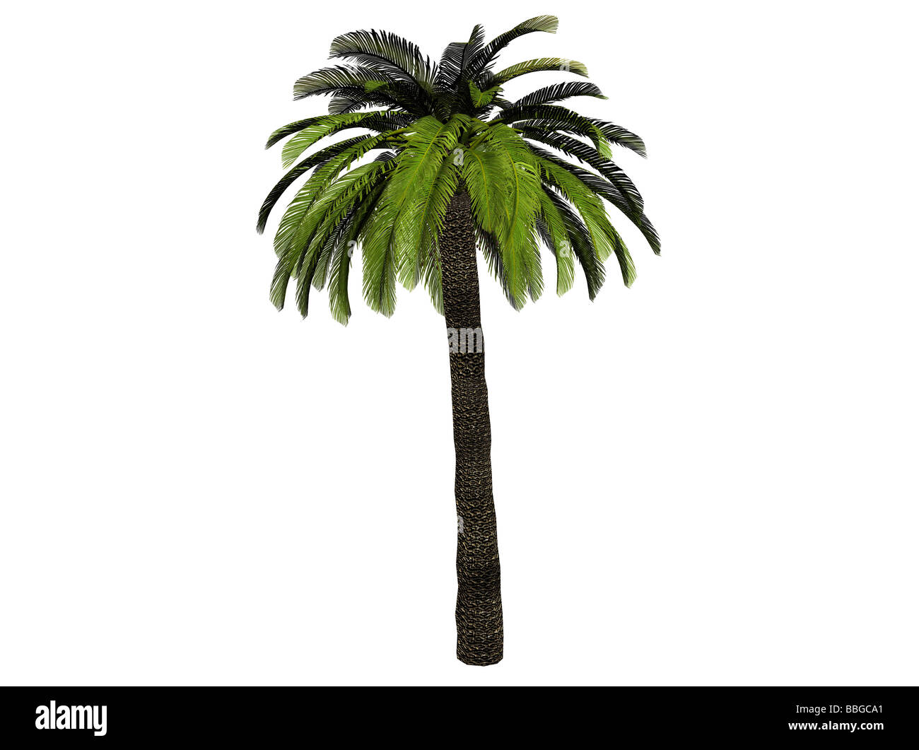 Un albero di palma il cui rendering viene eseguito con Bryce 6 Foto Stock