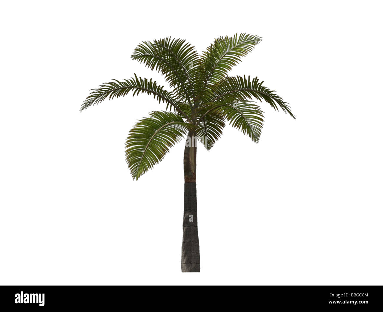 3D illustrazione di un albero di palma Foto Stock