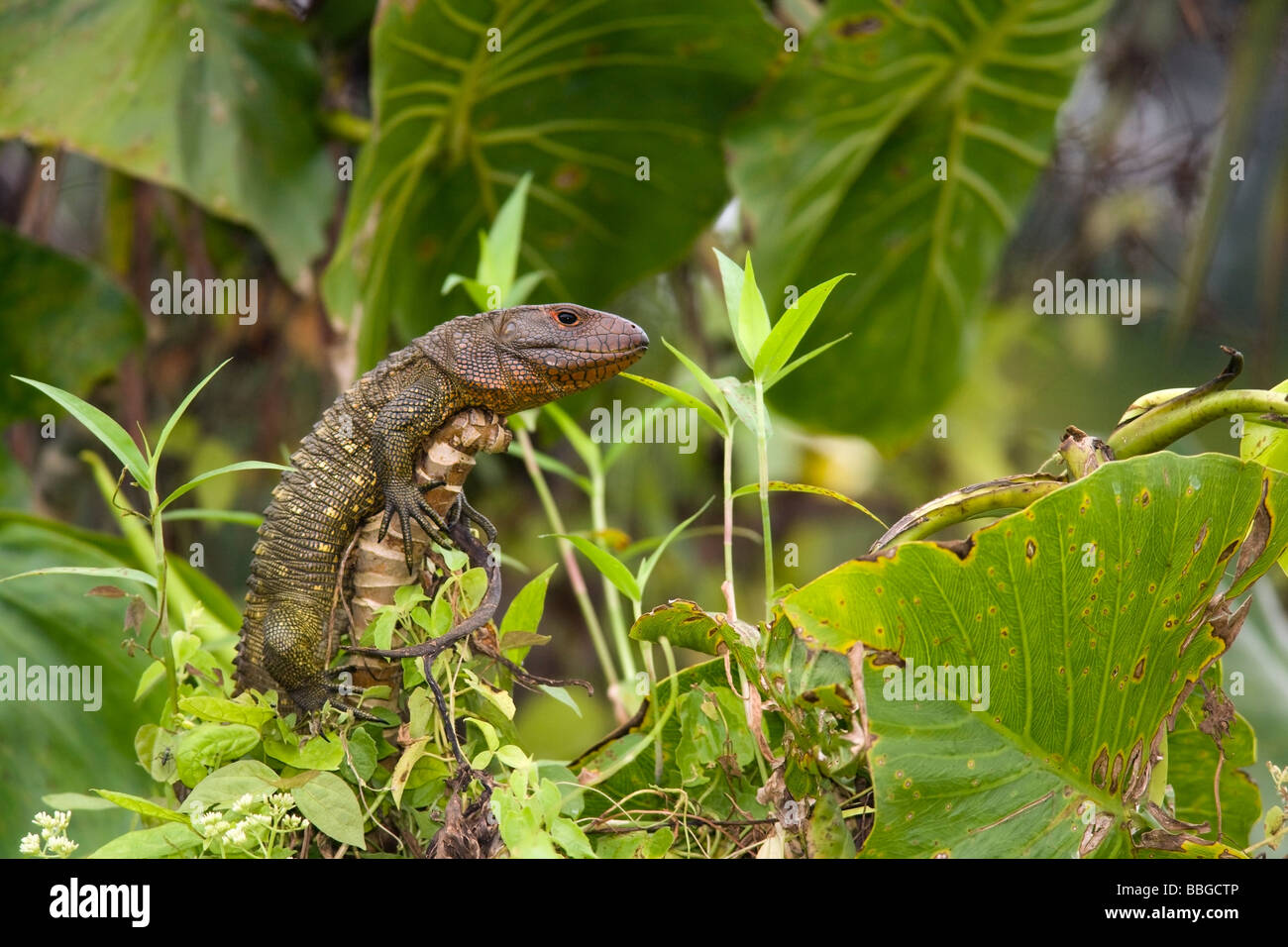 Caimano lucertola - Yasuni National Park - Provincia di Napo, Ecuador Foto Stock