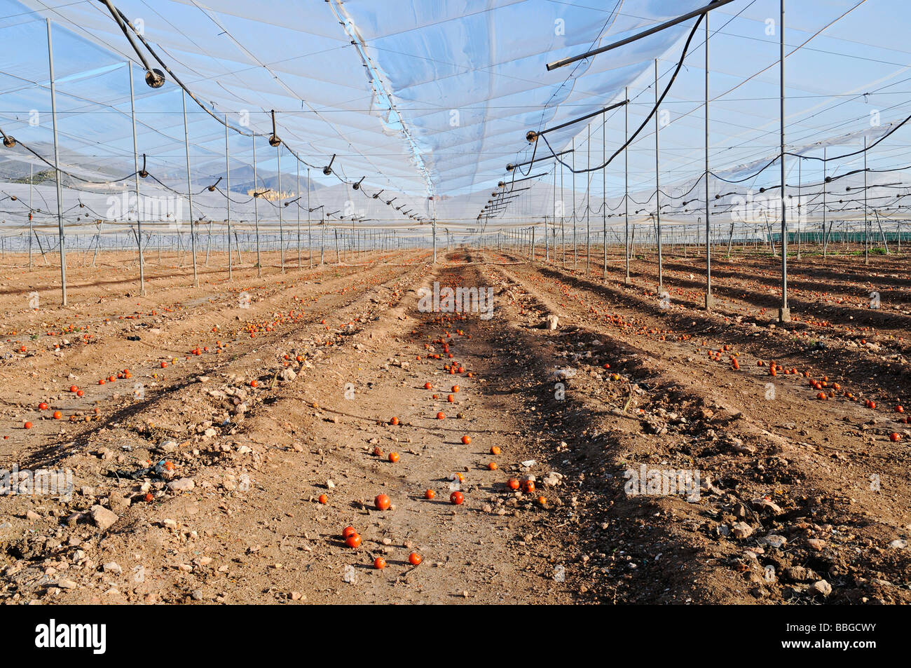 La piantagione di pomodoro dopo il raccolto, rimane, unico pomodori, vuoto, raccolte, terra, agricoltura, Costa Calida, Murcia, Foto Stock
