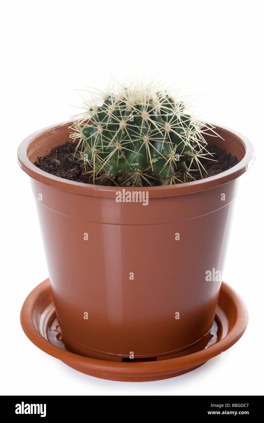 Piccolo cactus nel vaso isolare su bianco Foto Stock